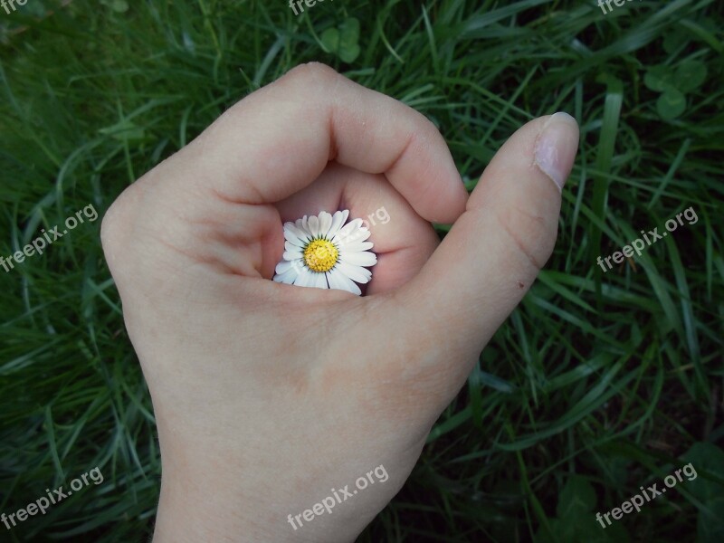 Hand Flower Daisy Secret Yellow