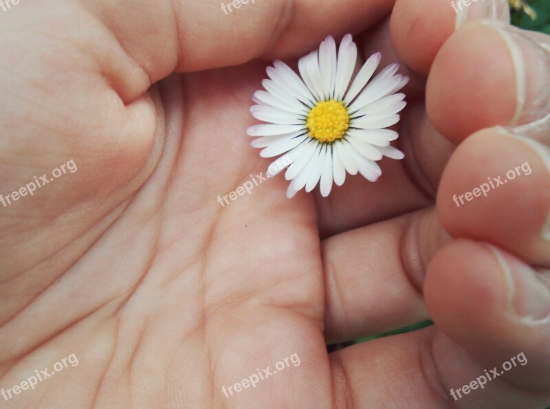 Hand Palm Hands Daisy Yellow