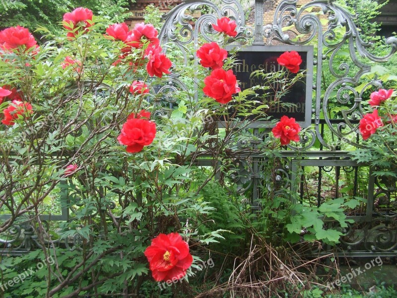 Vanitas Old Tomb Peony Cemetery Free Photos