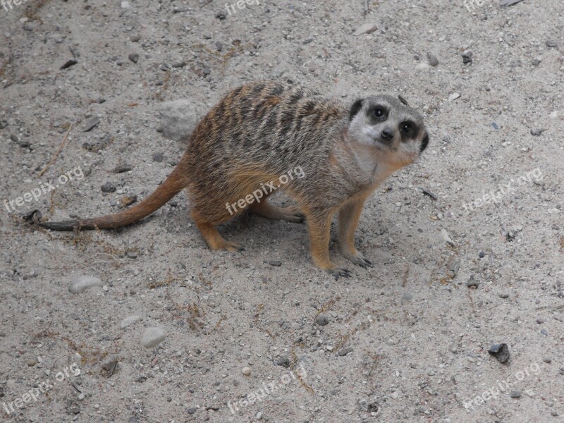 Zoo Animal Meerkat Free Photos