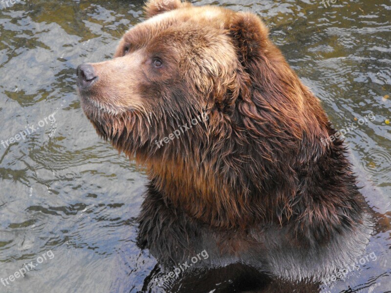 Bear Animals Zoo Bears Riga