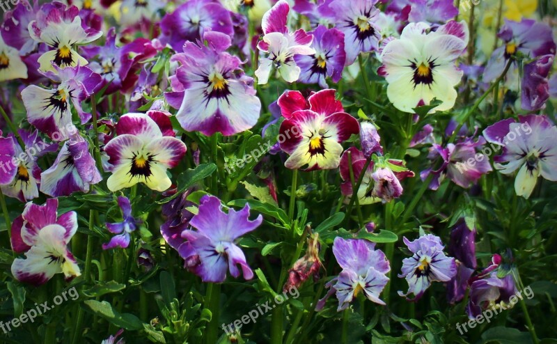 Pansy Flowers Plant Violet Blossom