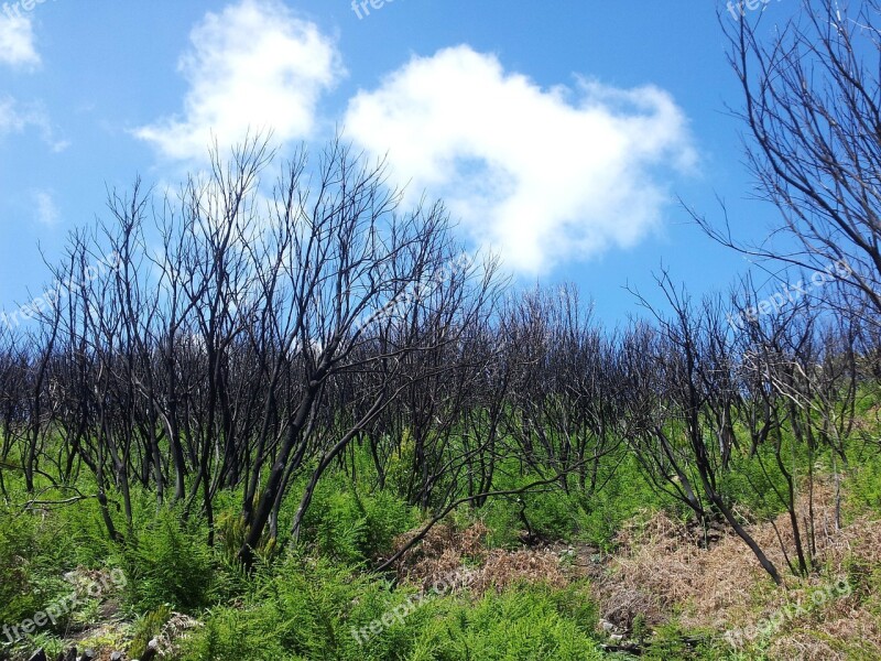 La Gomera Spain Nature Landscape Trees