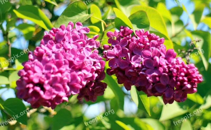 Lilac Blossom Bloom Ornamental Shrub Close Up