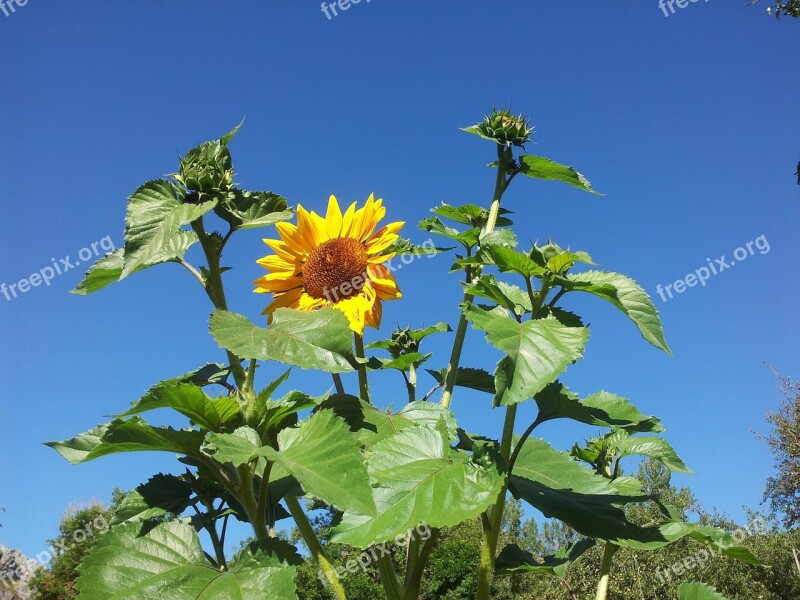 Sunflower Plant Bloom Girasol Flower