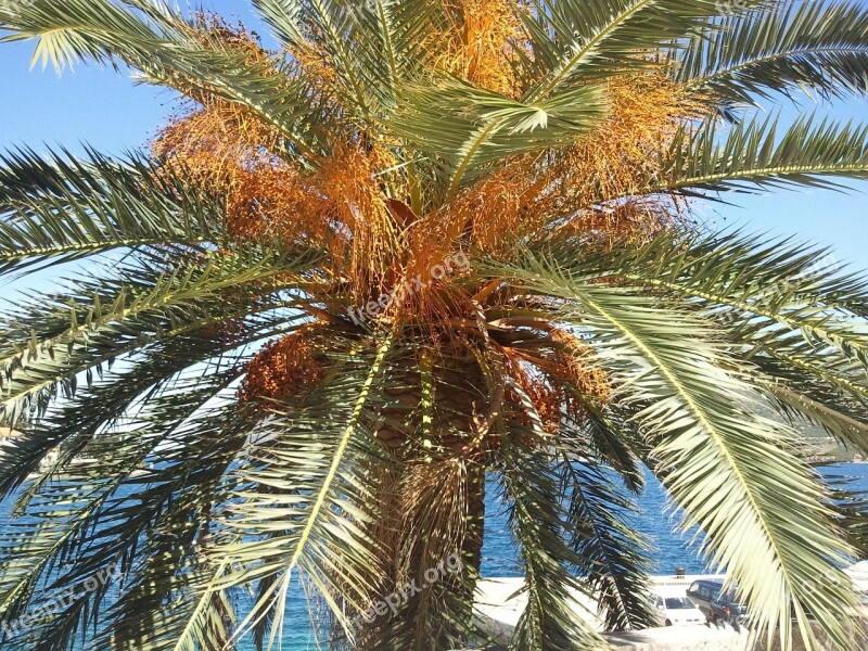 Palm Tree Beach Holiday Canary Islands Free Photos