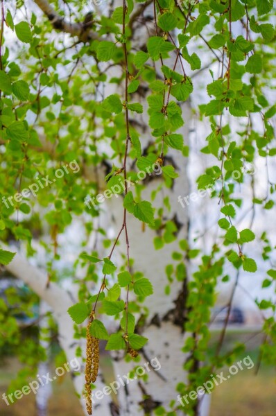 Summer Nature Wood Leaf Leaves