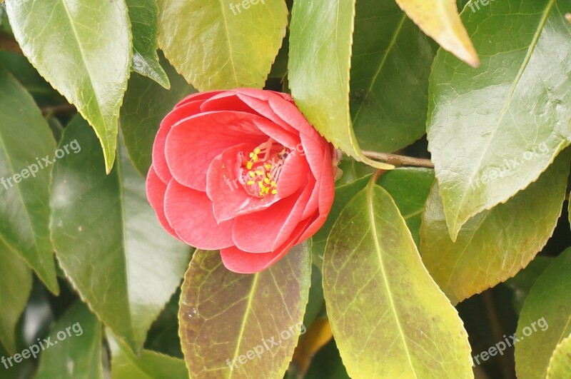 Flowers Wood Red Camellia Free Photos