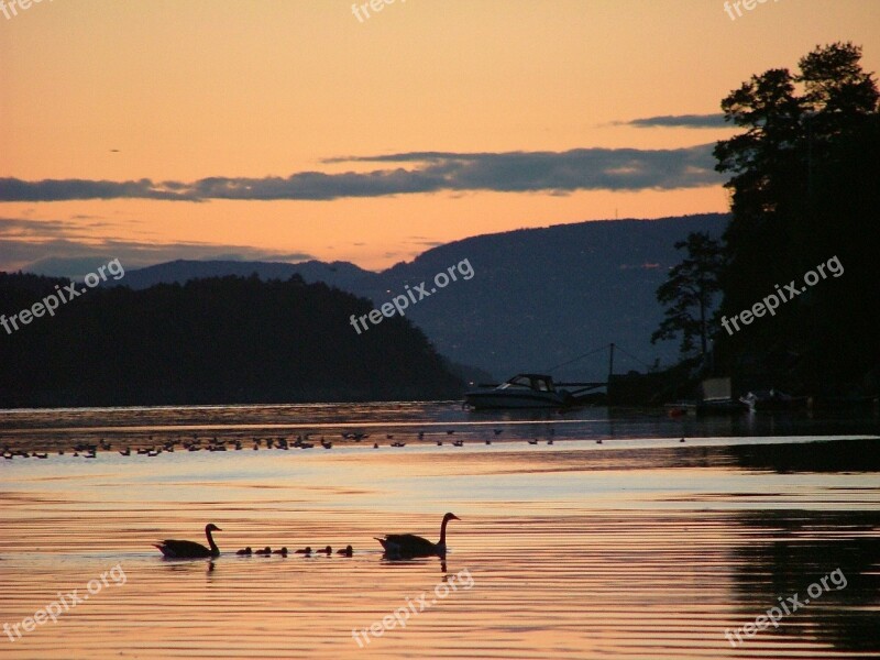 Swans Dusk Silhouette Swan Bird