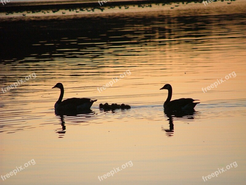 Swans Dusk Silhouette Swan Bird