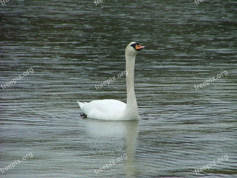 Swan Norway Fjord Bird Proud