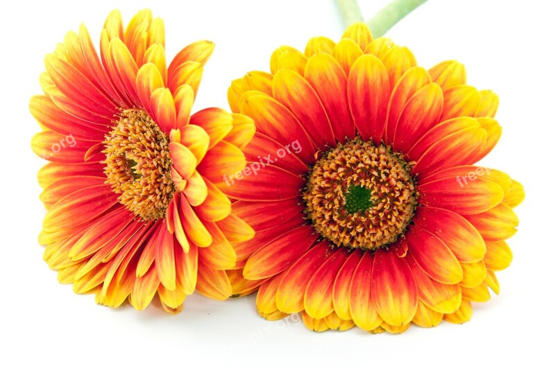 Gerbera Cut Out Blossom Bloom Nature