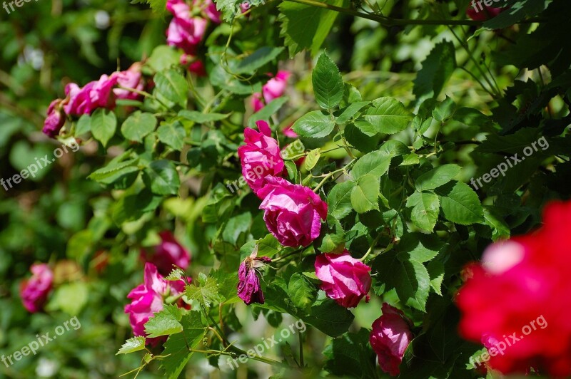 Garden Rose Bush Bloom Summer Red