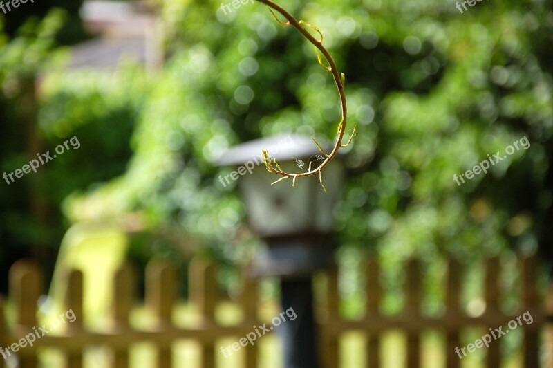 Garden Branch Summer Spider Webs Blur