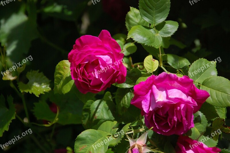 Roses Pink Rose Bloom Bloom Flower