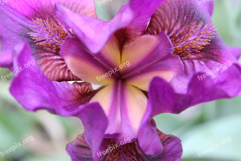 Iris Plant Violet Blossom Bloom