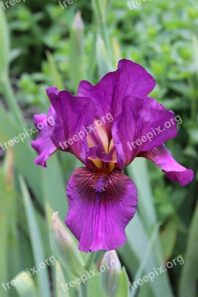 Iris Purple Blossom Bloom Dark Purple