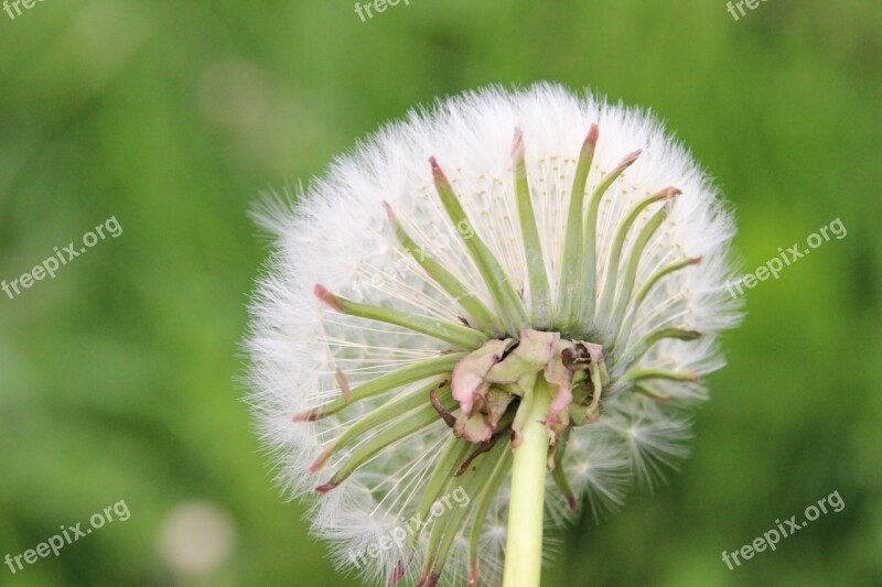 Dandelion Wild Flower Nature Seeds Free Photos