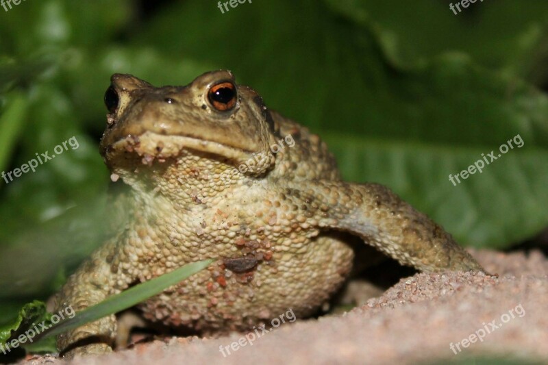 Frog Sand On The Beach Animal Nature