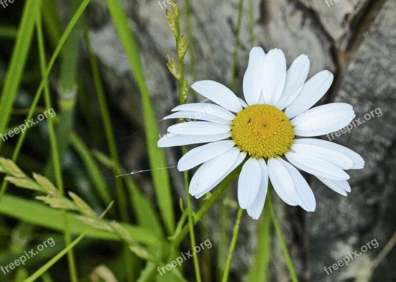 Daisy Flower Marguerite Bloom Flora