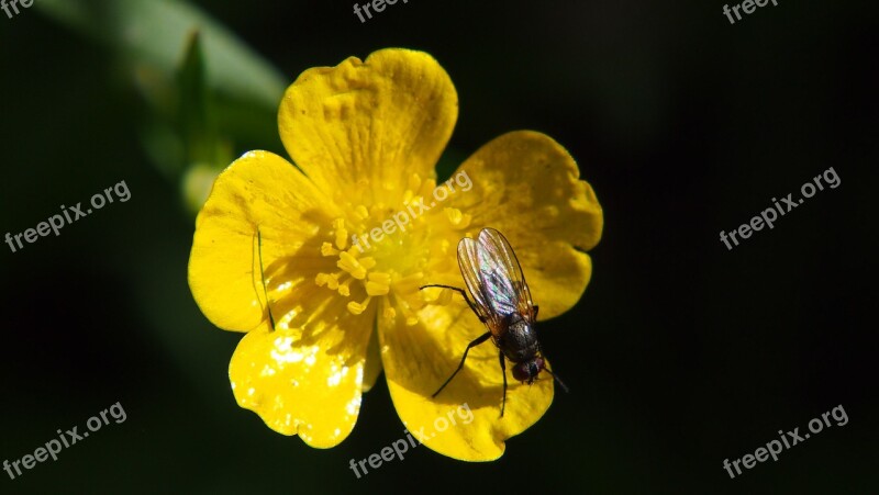 Fly Flower Bug Insect Free Photos