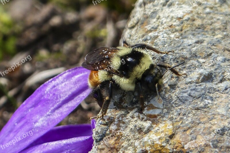 Bumble Bee Rock Crawling Scrambling Insect