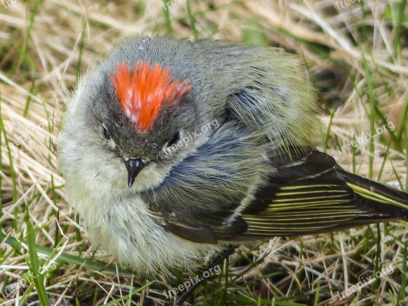 Chipping Sparrow Sparrow Spizella Passerina Bird Feathered