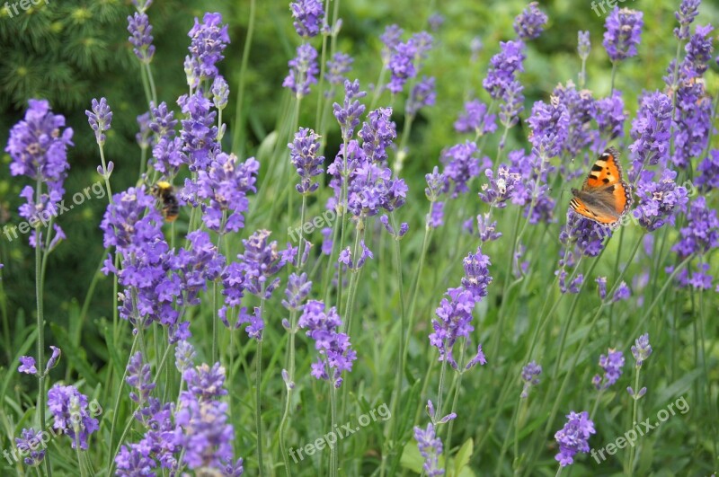 Lavender Plant Purple Flower Lavender In The Garden Lavandula