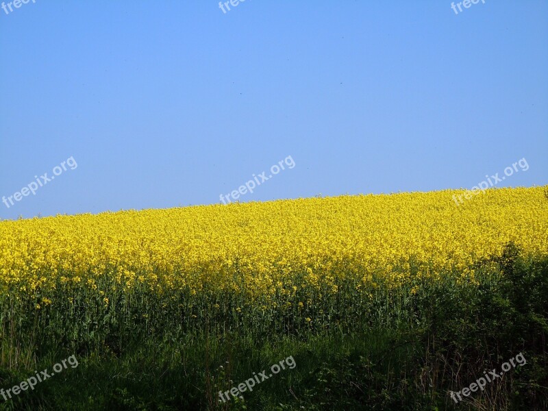 Field Of Rapeseeds Oilseed Rape Free Photos