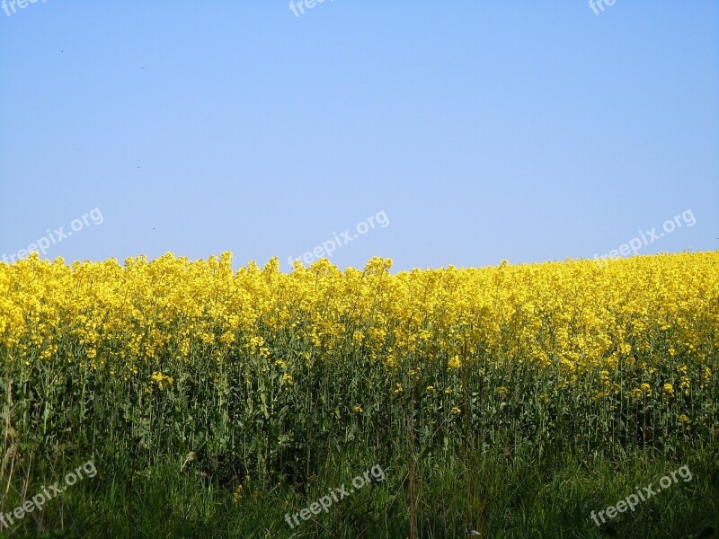 Rape Blossom Field Of Rapeseeds Farbenpracht Free Photos