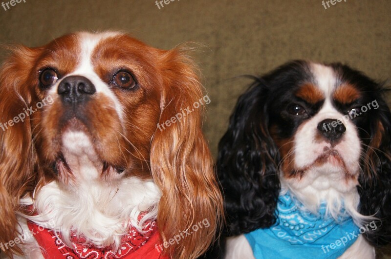 Cavalier King Charles Spaniel Dogs Breed Dogs Dogs Cavalier Royal Dogs