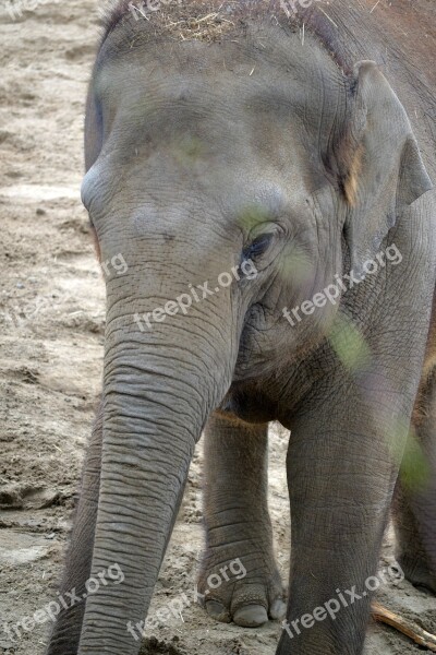 Elephant Baby Elephant Baby Elephants Face