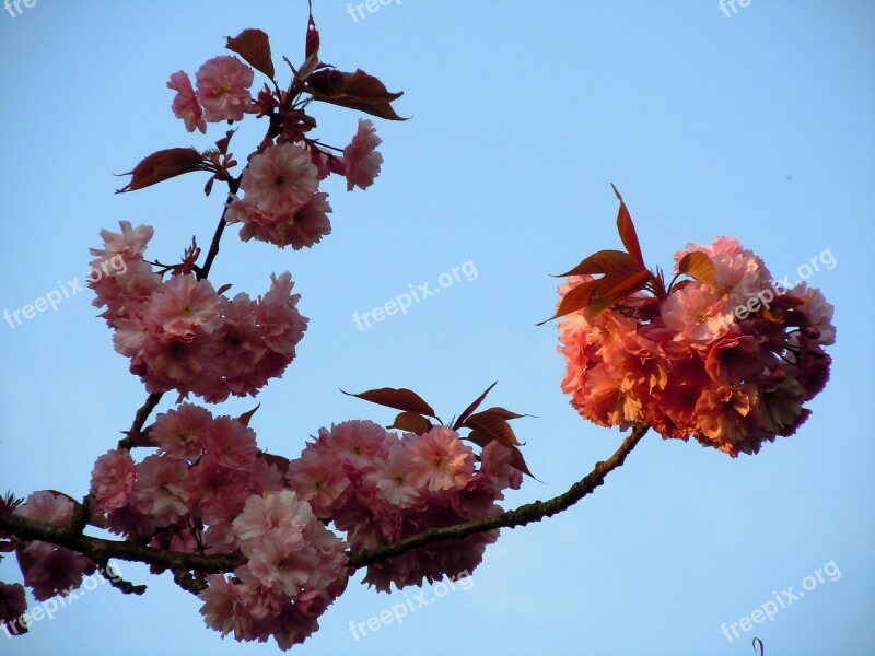 Cherry Blossom Japanese Cherry Trees Pink Free Photos