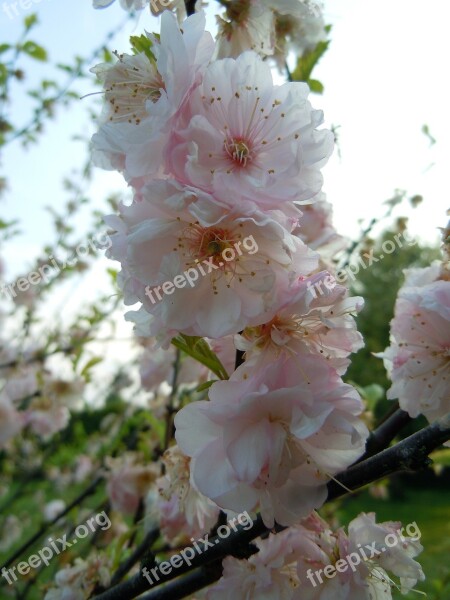 Cherry Blossoms Japanese Cherry Blossom Bloom Free Photos