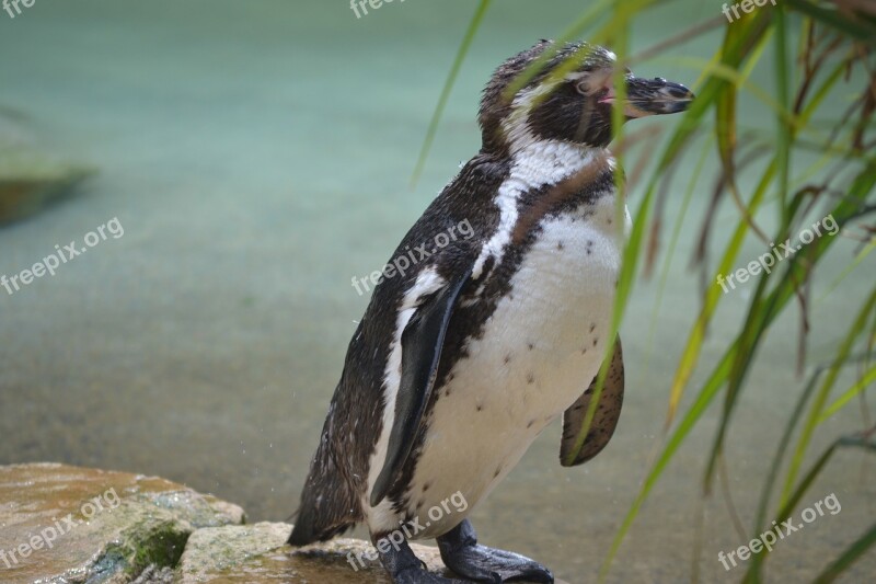 Penguin Zoo Cheeky Small Cute