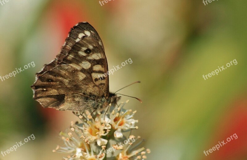 Butterfly Butterflies Animal Insect Wing