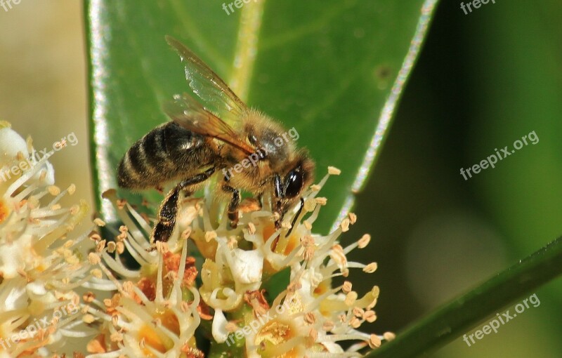 Bee Bees Macro Flower Blossom