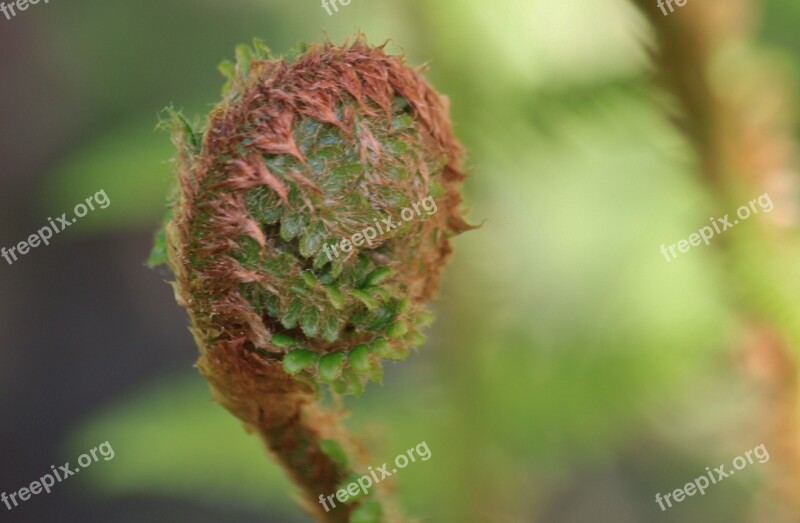 Fern Forest Forest Plant Plant Flora