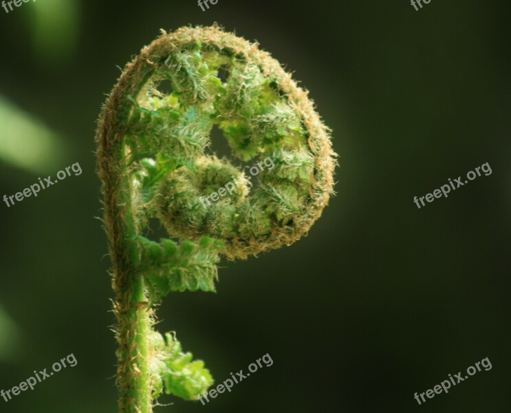 Fern Forest Forest Plant Plant Flora