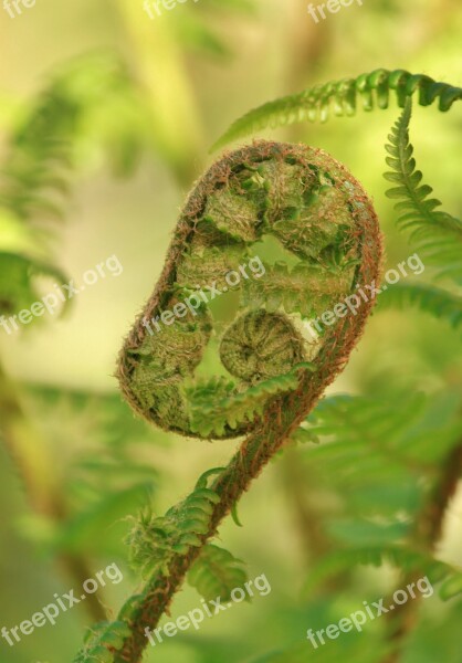 Fern Forest Forest Plant Plant Flora