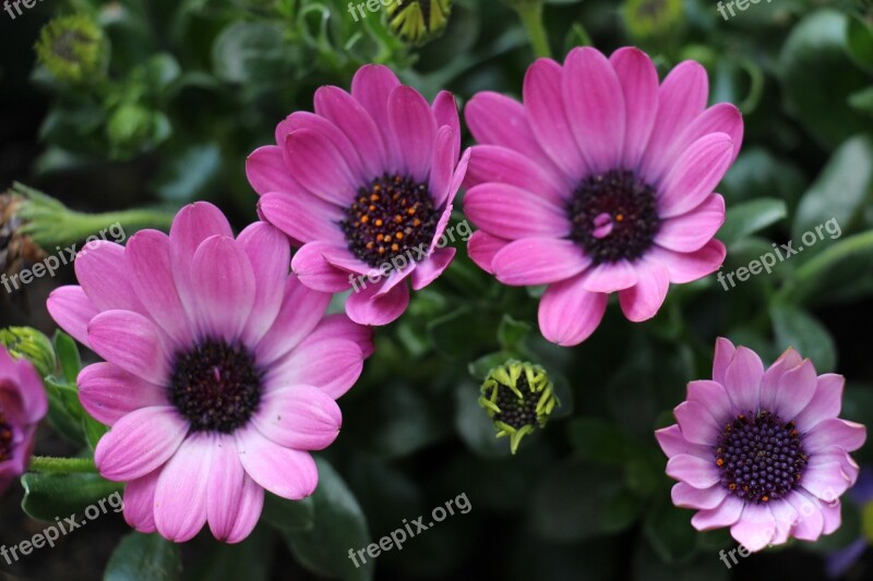 Flowers Purple Blossom Bloom Flower