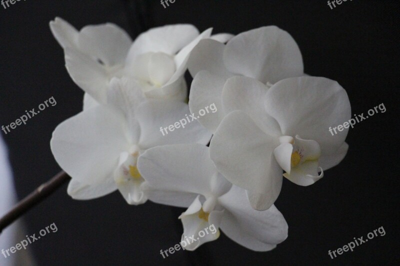 Orchid White Blossom Bloom Flower