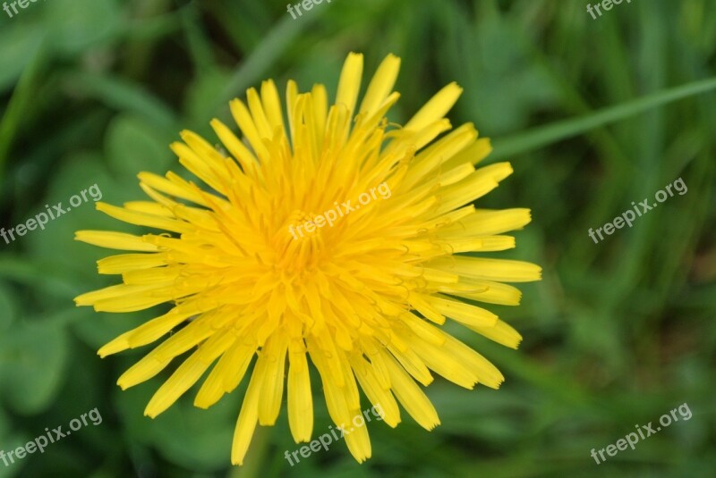 Dandelion Flower Roadside Nature Yellow