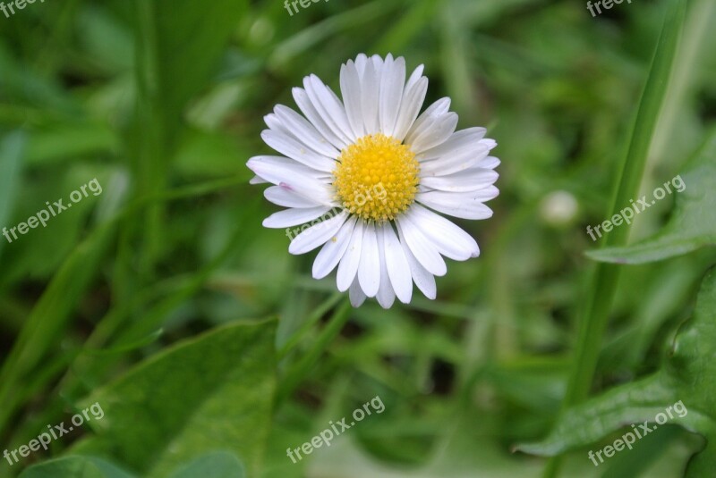 Daisy Plant Close Up Free Photos