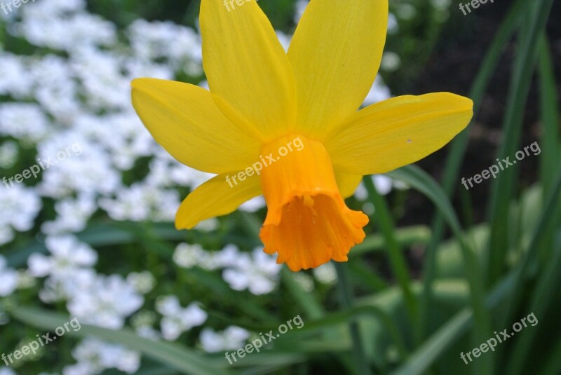 Narcissus Flower To Easter Narcissus Pseudonarcissus Free Photos