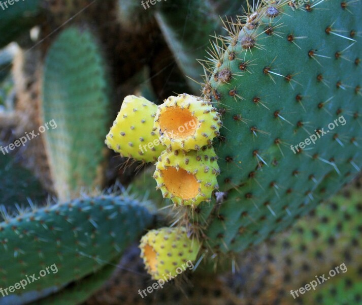 Cactus Bush Bush Cactus Succulent Leaves