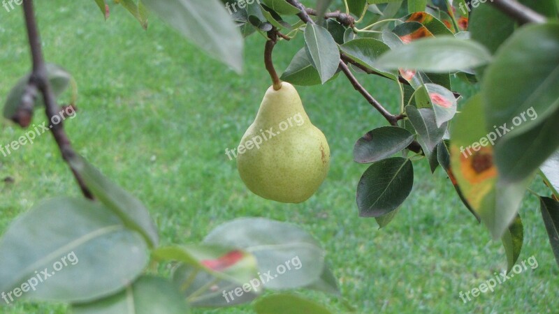 Pear Tree Nature Fruits Free Photos