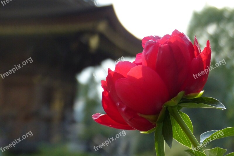 Peony Flowers Spring Temple Travel