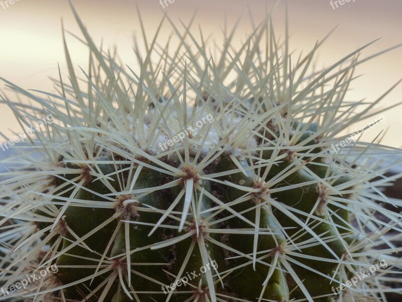 Thistly Thorny Cactus Plant Desert