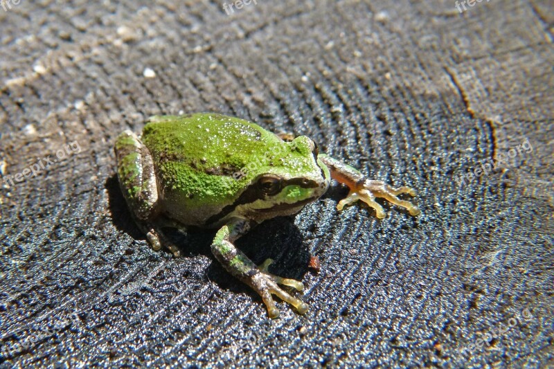 Green Tree Frog Frog Amphibian Tiny